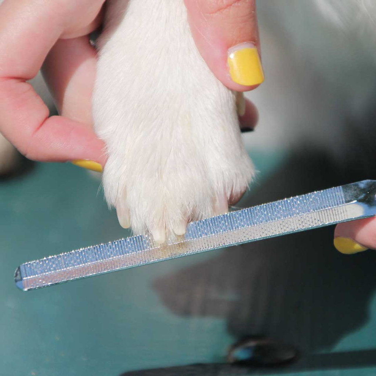 Dog Nail Trimming: How to Cut Dog Nails the Safe and Stress-Free Way | PetMD